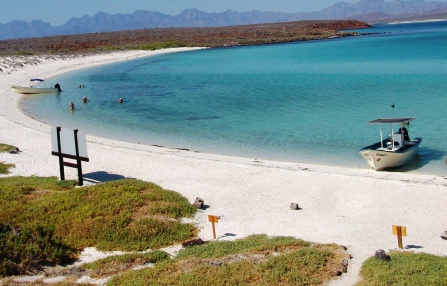 A photorealistic image of a gray whale breaching the surface of the ocean in Magdalena Bay. The whale's massive body is silhouetted against the setting sun, creating a dramatic effect. The water is choppy and reflects the colors of the sky. The camera angle is low, emphasizing the whale's size and power. Style: National Geographic wildlife photography. 4K resolution.